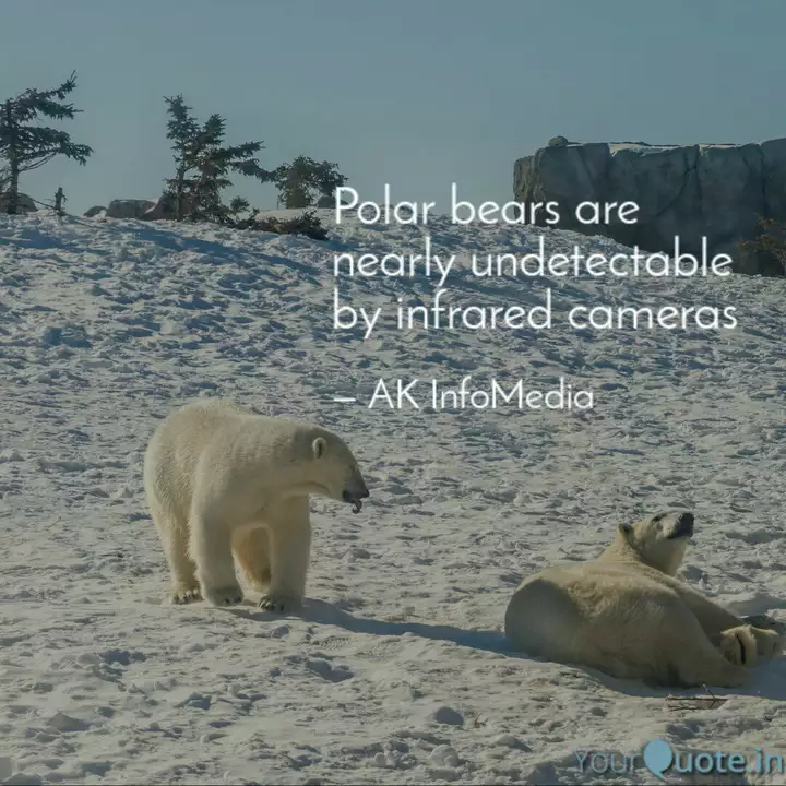 Polar Bears Are Nearly U Quotes Writings By Ak Infomedia Yourquote