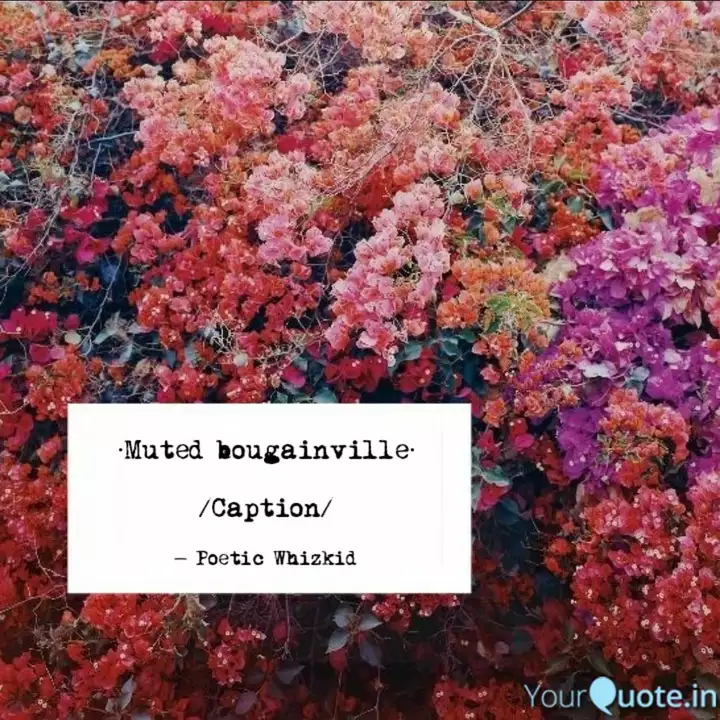Get Wallpaper Best Bougainvillea Quotes Status Shayari Poetry Thoughts Free HD