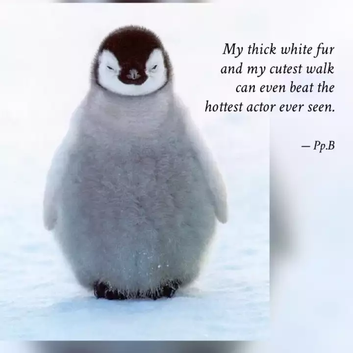 Best Penguinlove Quotes Status Shayari Poetry Thoughts Yourquote