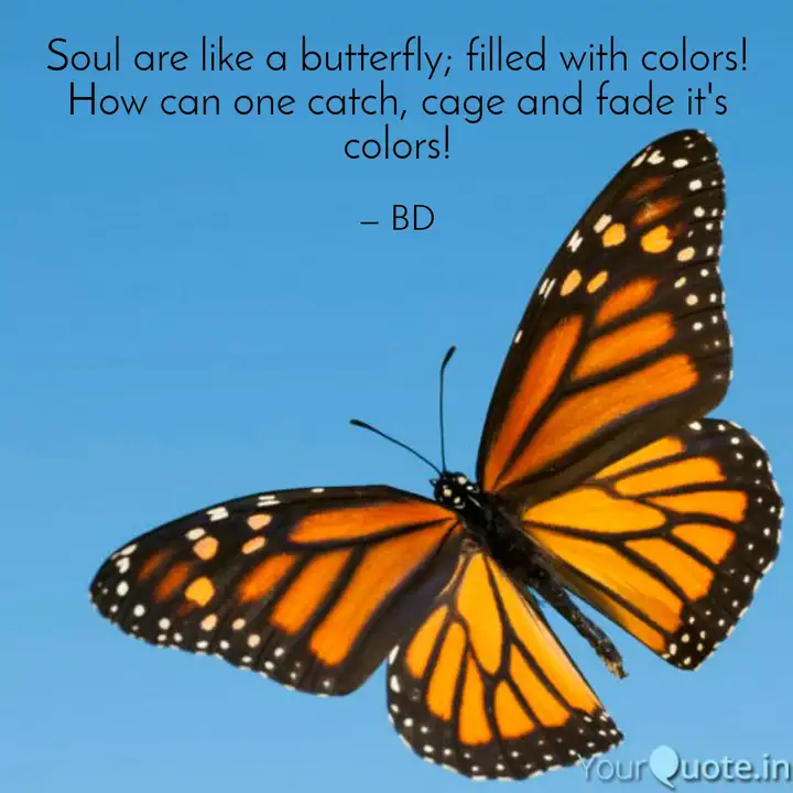 Soul Are Like A Butterfly Quotes Writings By Babu Dubey Yourquote