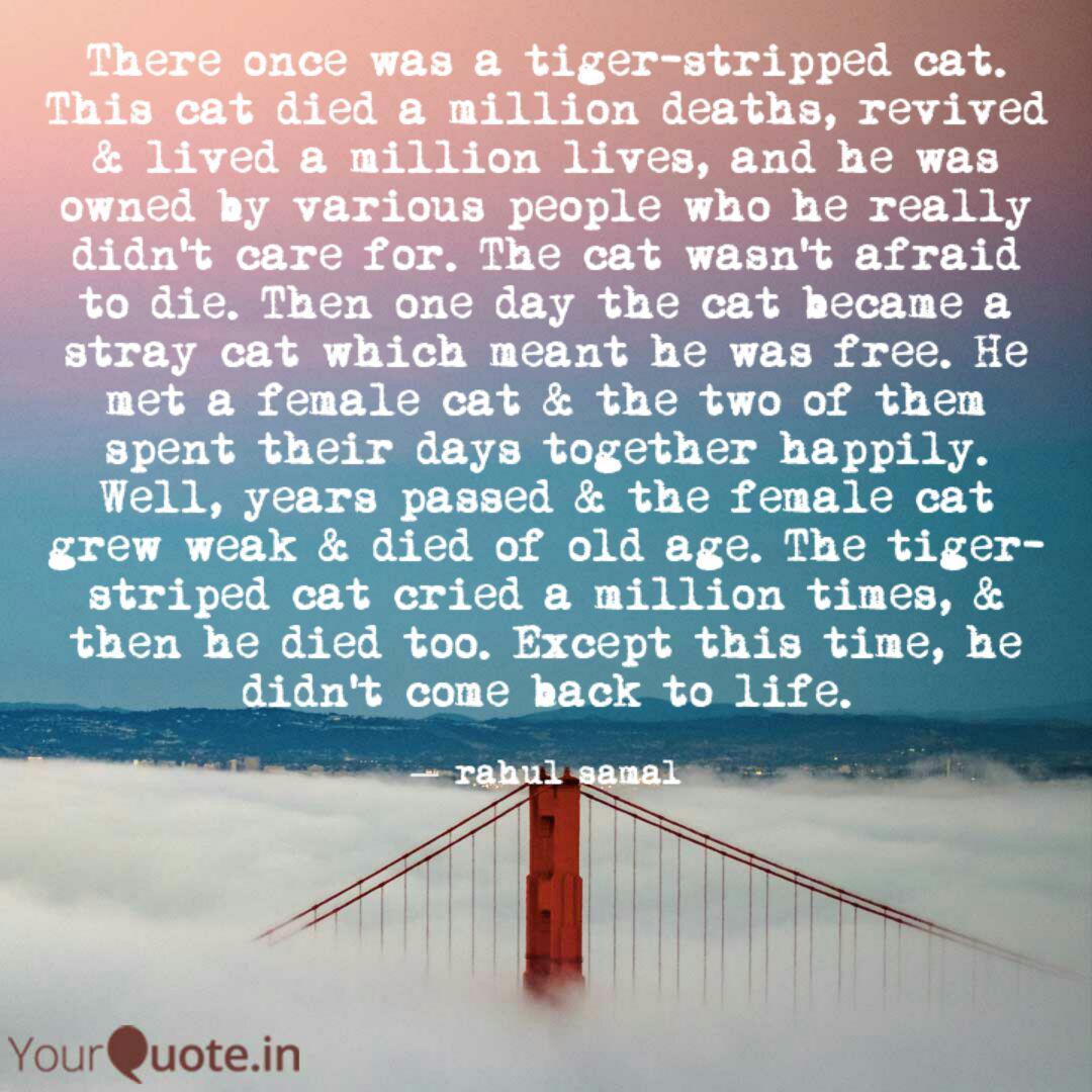 there once was a tiger striped cat