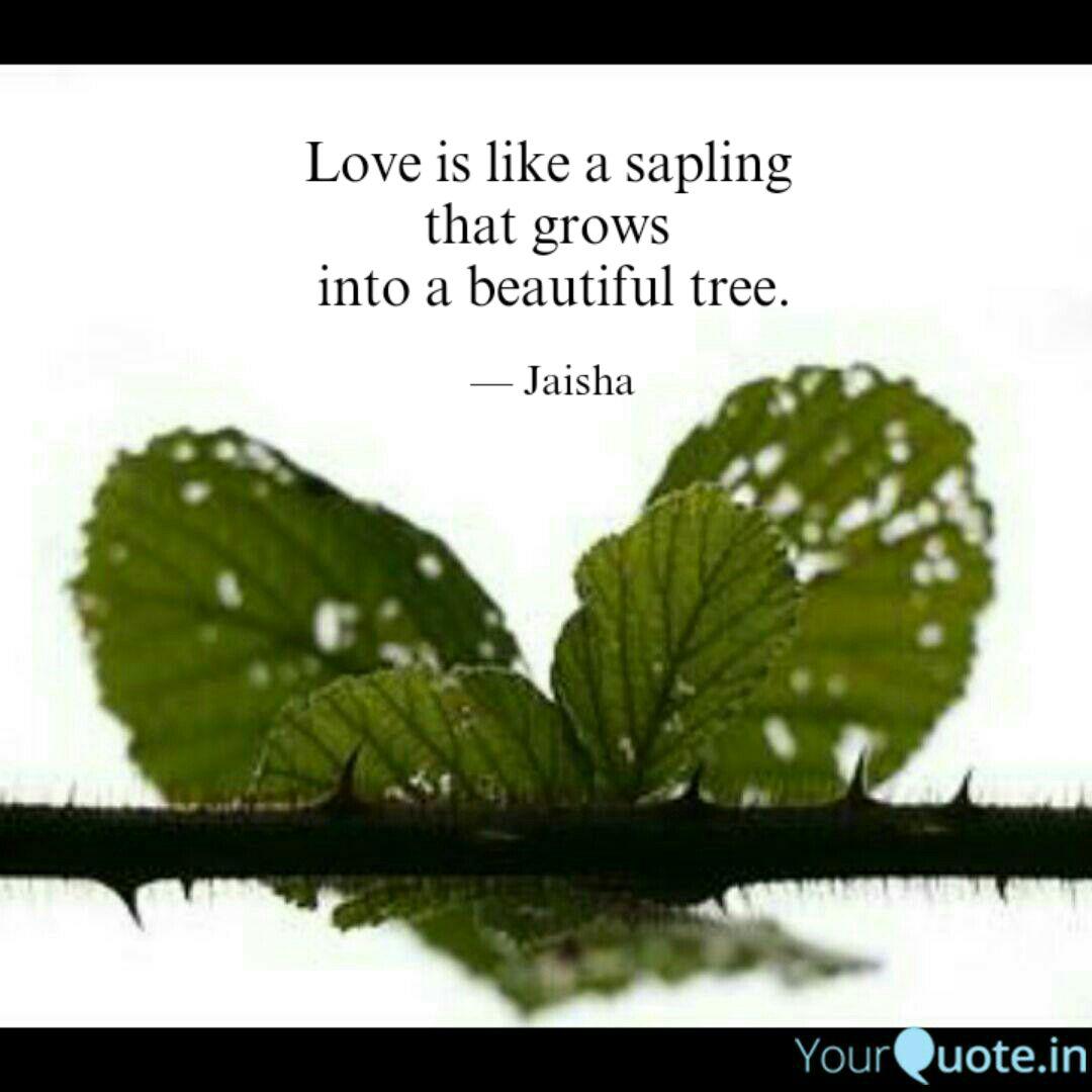 love is like a sapling t quotes writings by jaisha yourquote love is like a sapling t quotes
