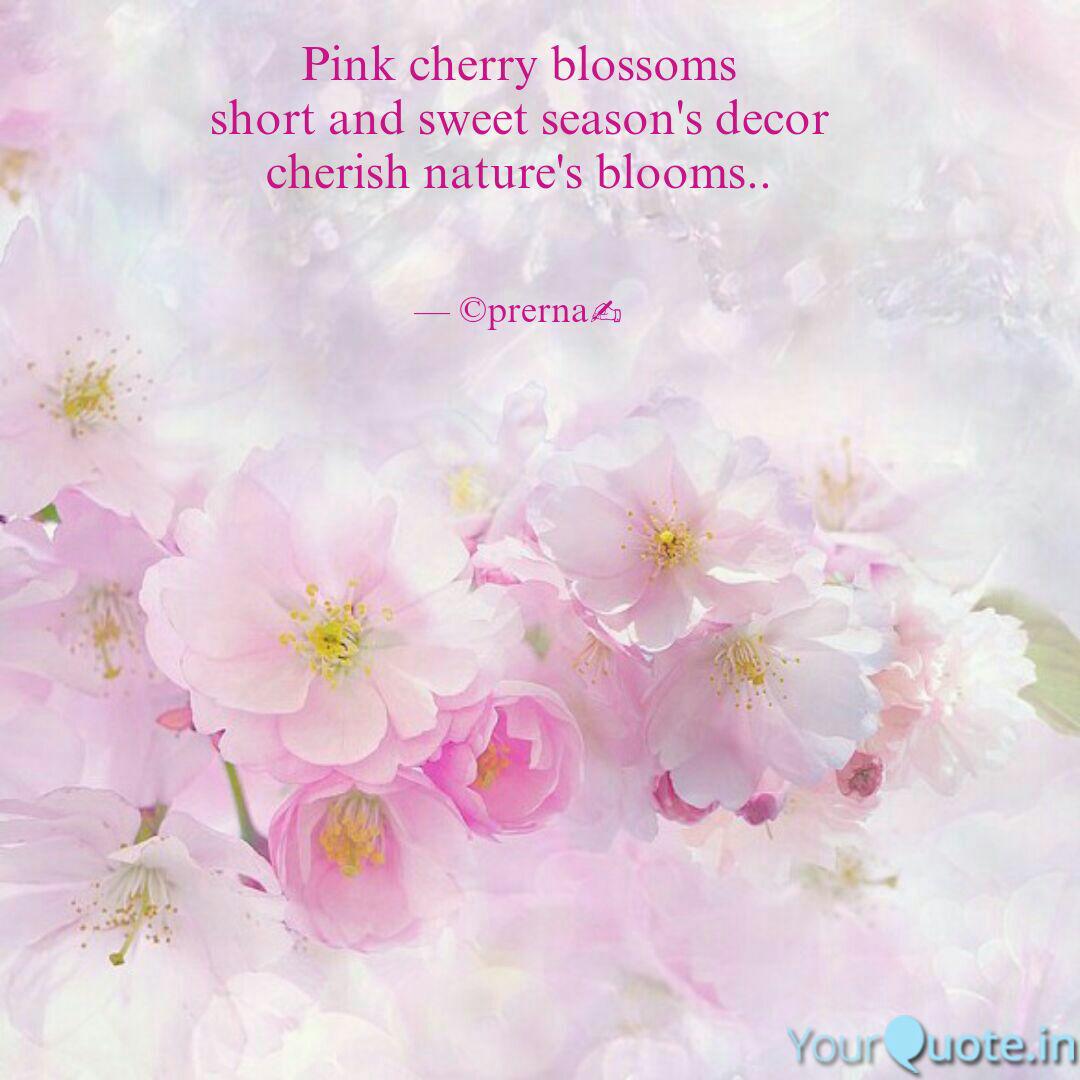 Wallpaper Pink Cherry Blossoms Shor Quotes Writings By Munni Banerjee For Android