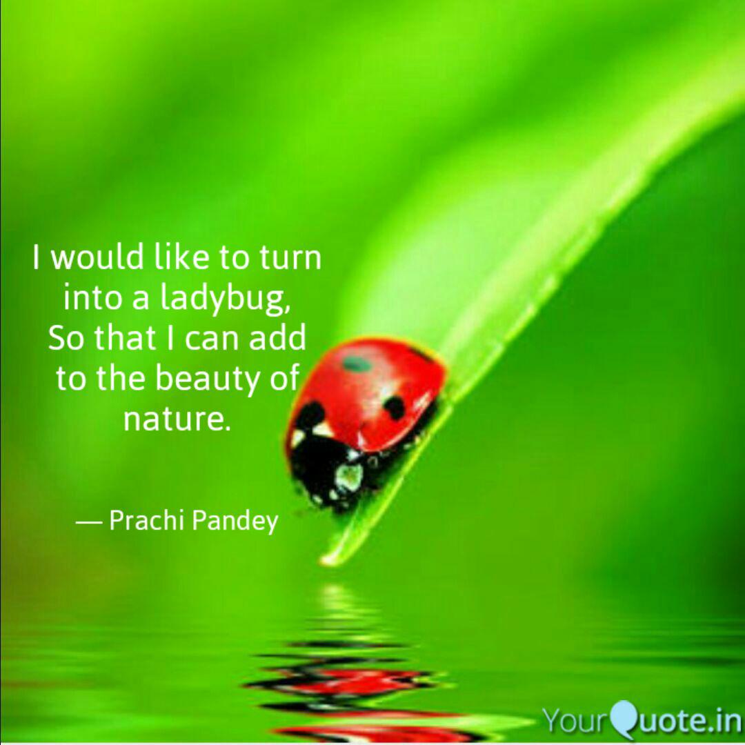 Best Ladybug Quotes Status Shayari Poetry Thoughts Yourquote