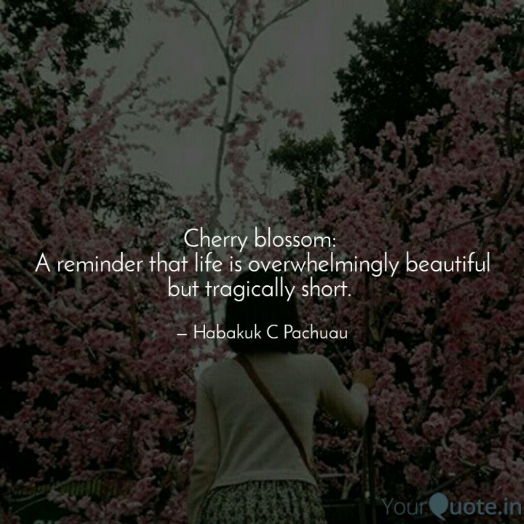Get Wallpaper Cherry Blossom A Remind Quotes Writings By Habakuk C For iPhone