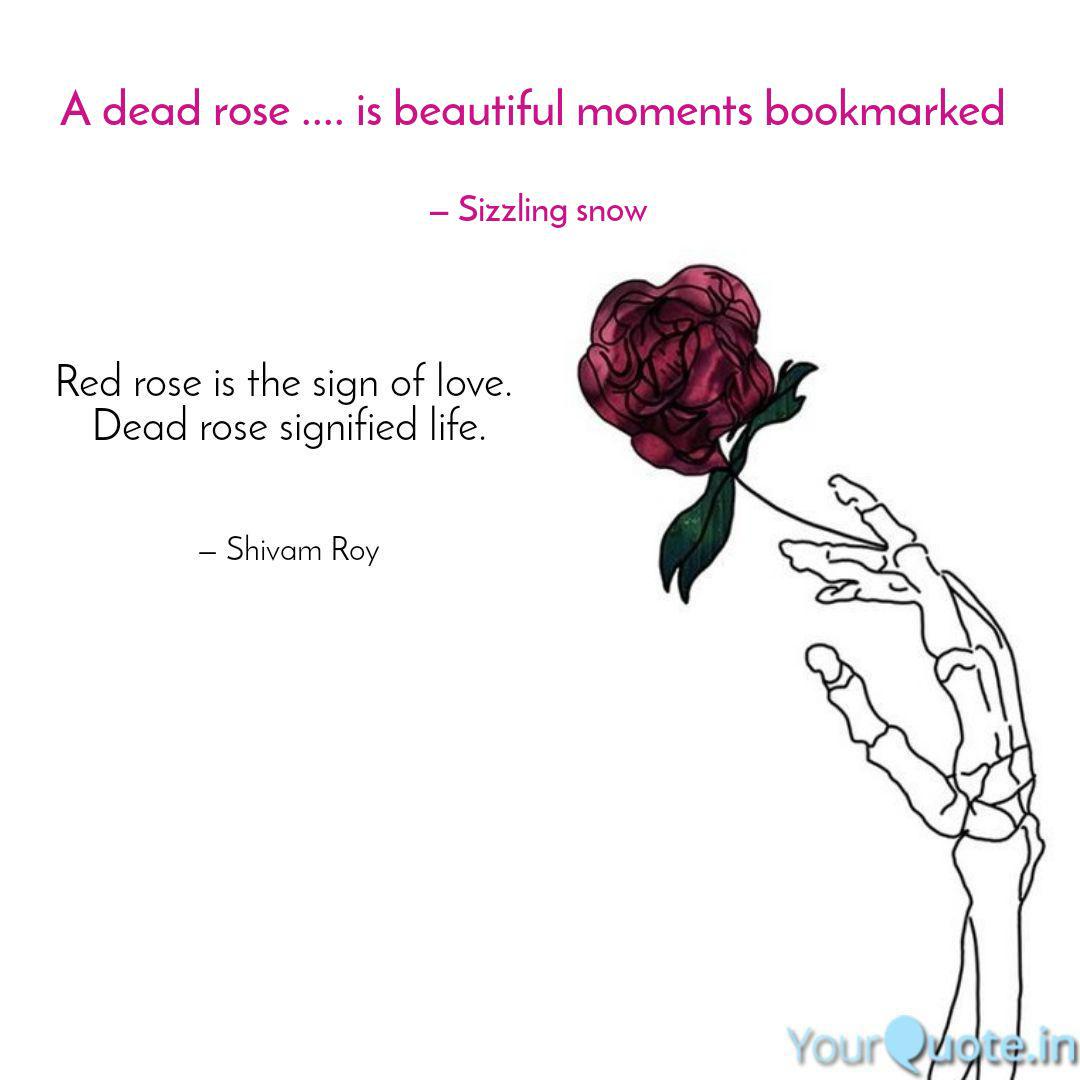 A Dead Rose Is Beaut Quotes Writings By Tahaseen Majeed Yourquote